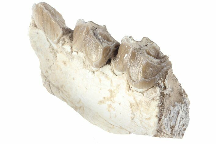 Oreodont (Merycoidodon) Jaw Section - South Dakota #184269